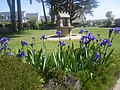 wikimedia_commons=File:Penn_lann_domaine_de_roche_vilaine_-_panoramio_(3).jpg