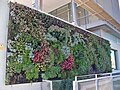 wikimedia_commons=File:Vertical Garden in Edgar Neville Auditorium.jpg