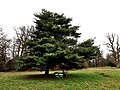 wikimedia_commons=File:Weymouthden Pinus Strobus Engels Park Herkenrode Hasselt.jpg