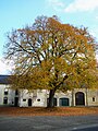 wikimedia_commons=File:Tilleul_remarquable_à_Chantemelle.JPG